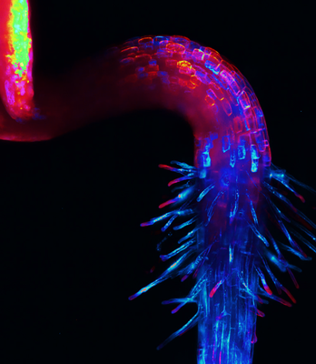Plant root imaged by light sheet microscopy on Octopus
