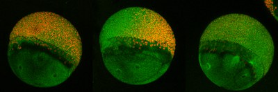 Composition showing 3 zebrafish embryos undergoing epiboly.  